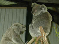2 koalas.JPG (73600 bytes)