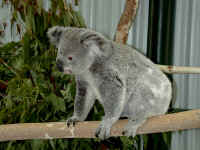 climbing koala.JPG (96111 bytes)