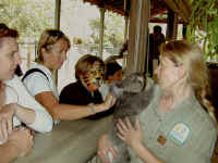 koala petting.JPG (105605 bytes)